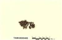 藏品(仙鶴苔)的圖片